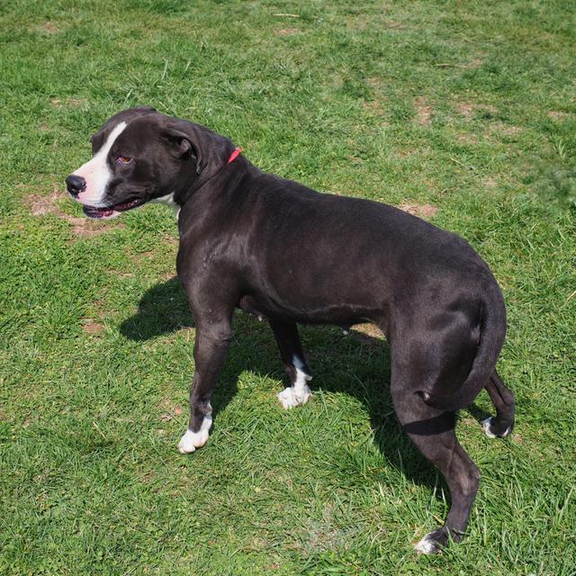 Zaria, an adoptable Boxer, Pit Bull Terrier in Washburn, MO, 65772 | Photo Image 2