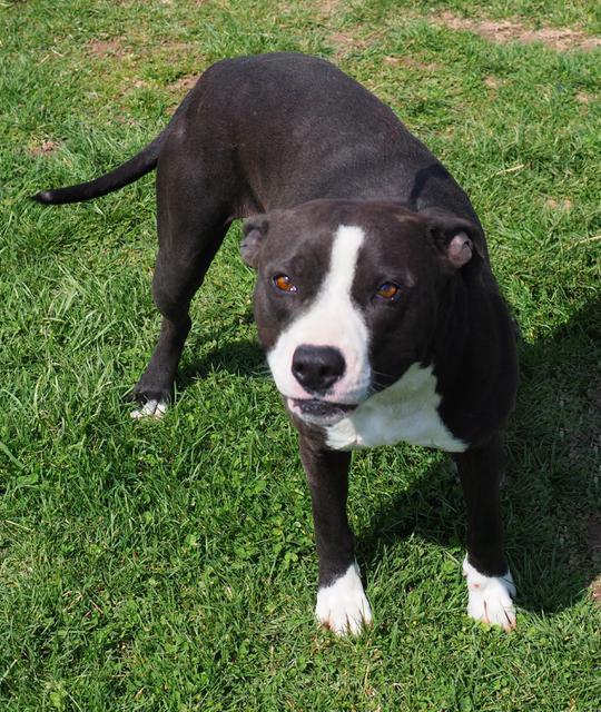 Zaria, an adoptable Boxer, Pit Bull Terrier in Washburn, MO, 65772 | Photo Image 3