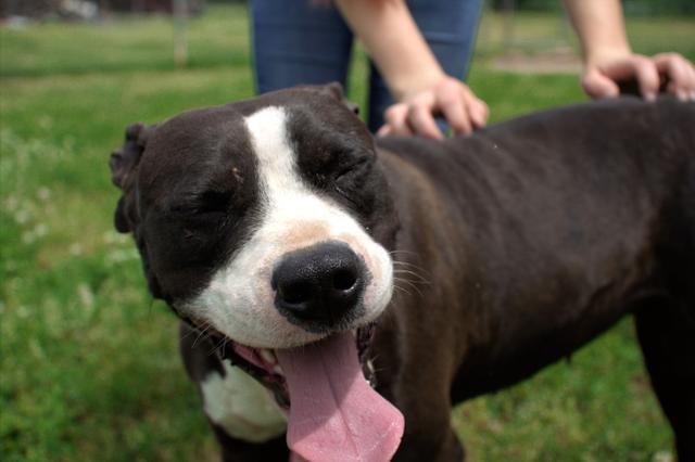 Zaria, an adoptable Boxer, Pit Bull Terrier in Washburn, MO, 65772 | Photo Image 4