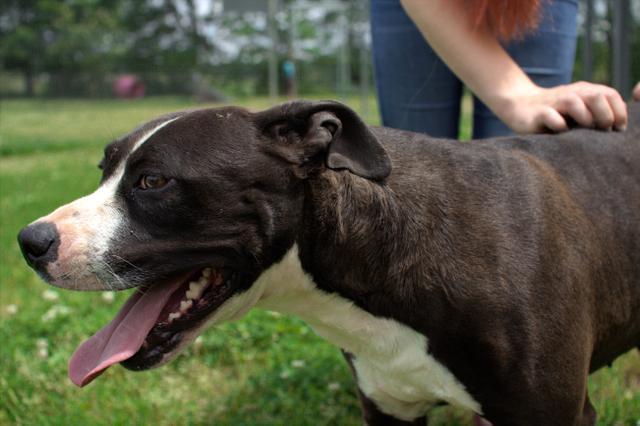 Zaria, an adoptable Boxer, Pit Bull Terrier in Washburn, MO, 65772 | Photo Image 5