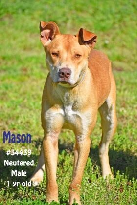 Mason