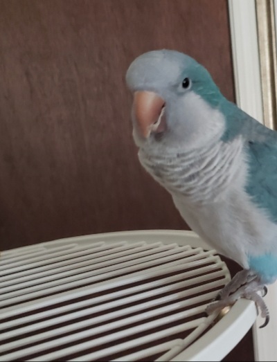 Baby Blue, an adopted Quaker Parakeet in North Babylon, NY_image-2