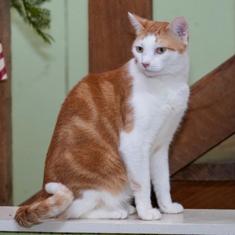 Scarlet, an adoptable Domestic Short Hair in Mount Juliet, TN, 37122 | Photo Image 1