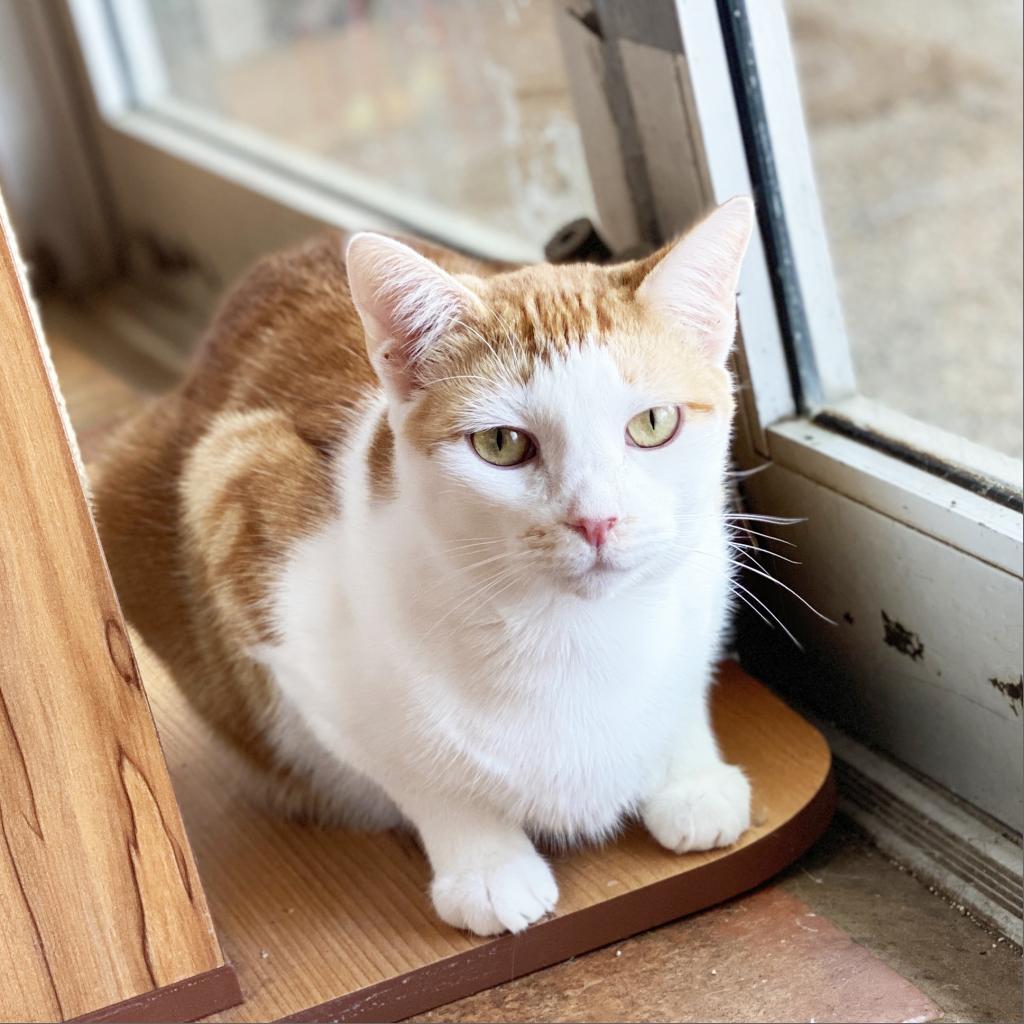 Scarlet, an adoptable Domestic Short Hair in Mount Juliet, TN, 37122 | Photo Image 2