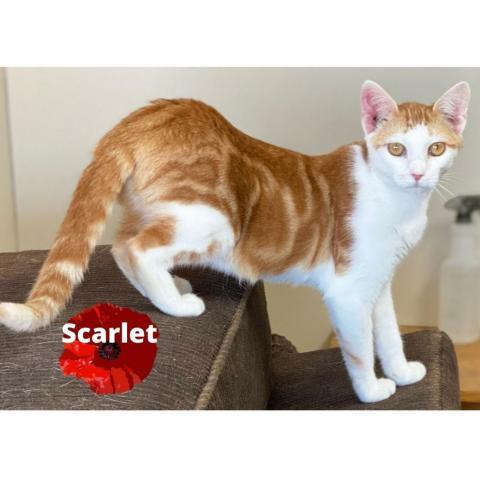 Scarlet, an adoptable Domestic Short Hair in Mount Juliet, TN, 37122 | Photo Image 3