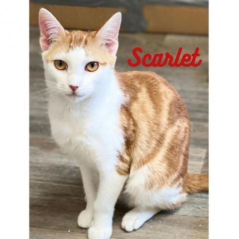 Scarlet, an adoptable Domestic Short Hair in Mount Juliet, TN, 37122 | Photo Image 3