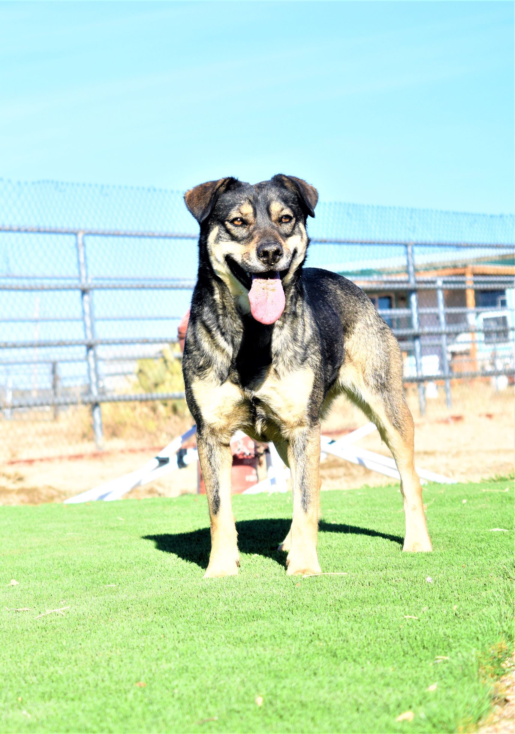 Delta Dawn, an adoptable Shepherd, Cattle Dog in Mayer, AZ, 86333 | Photo Image 2