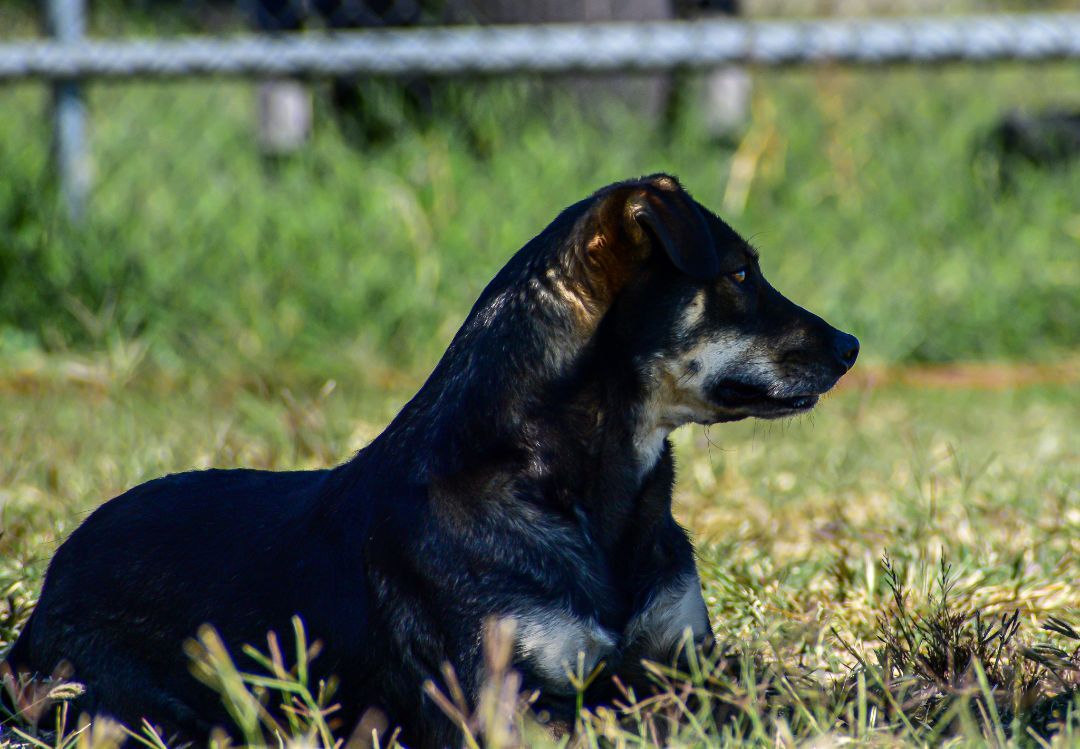 Delta Dawn, an adoptable Shepherd, Cattle Dog in Mayer, AZ, 86333 | Photo Image 4