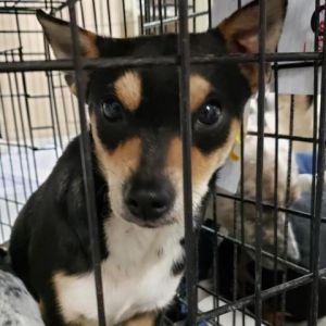 Dogs For Adoption Near Columbus Oh Petfinder