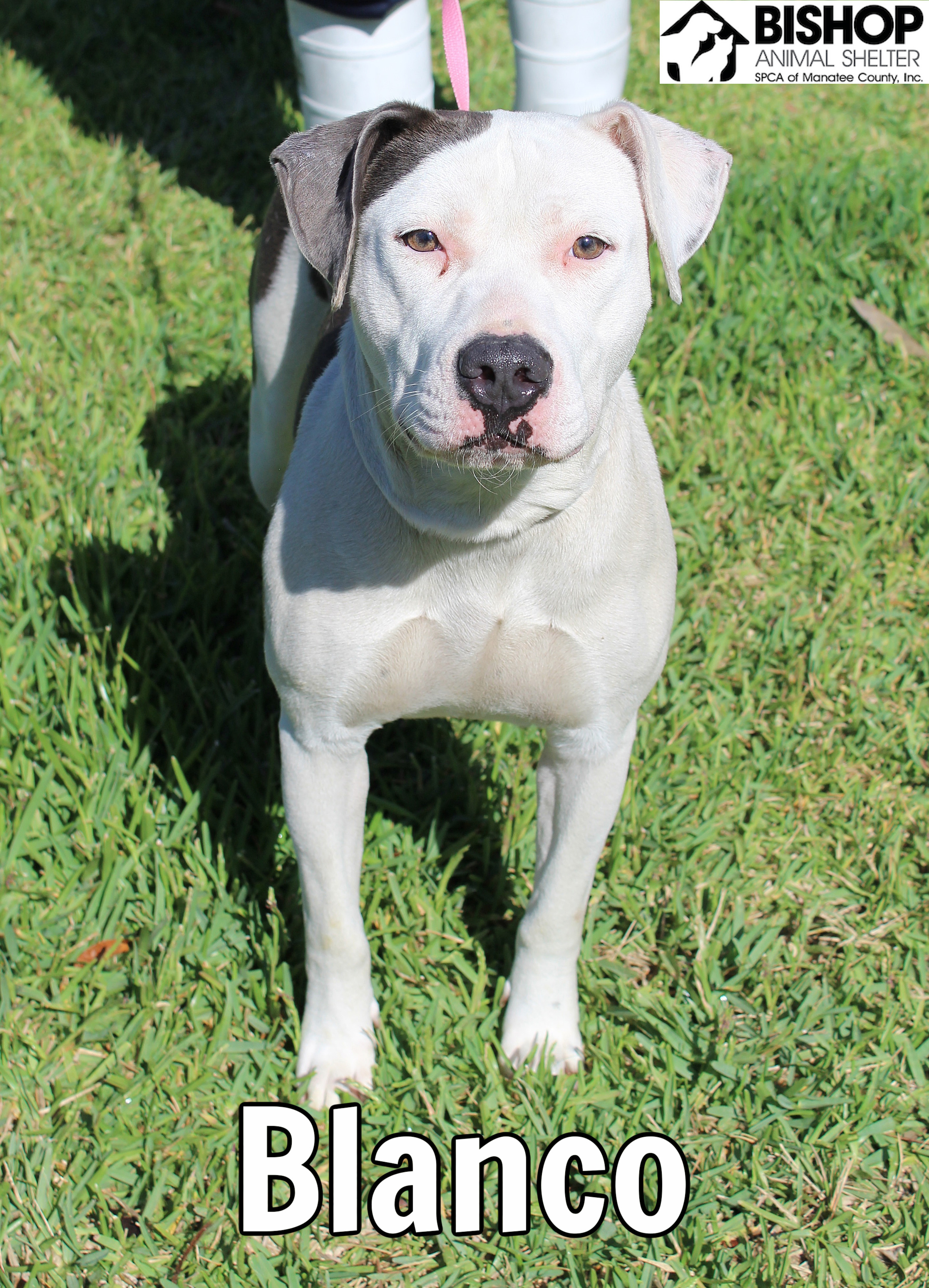 Blanco, an adoptable Mixed Breed in Bradenton, FL, 34209 | Photo Image 1