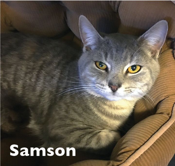 Samson 2