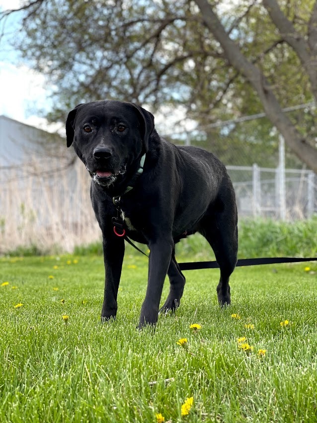 Dog For Adoption Jazzy A Black Labrador Retriever In Spencer Ia Petfinder