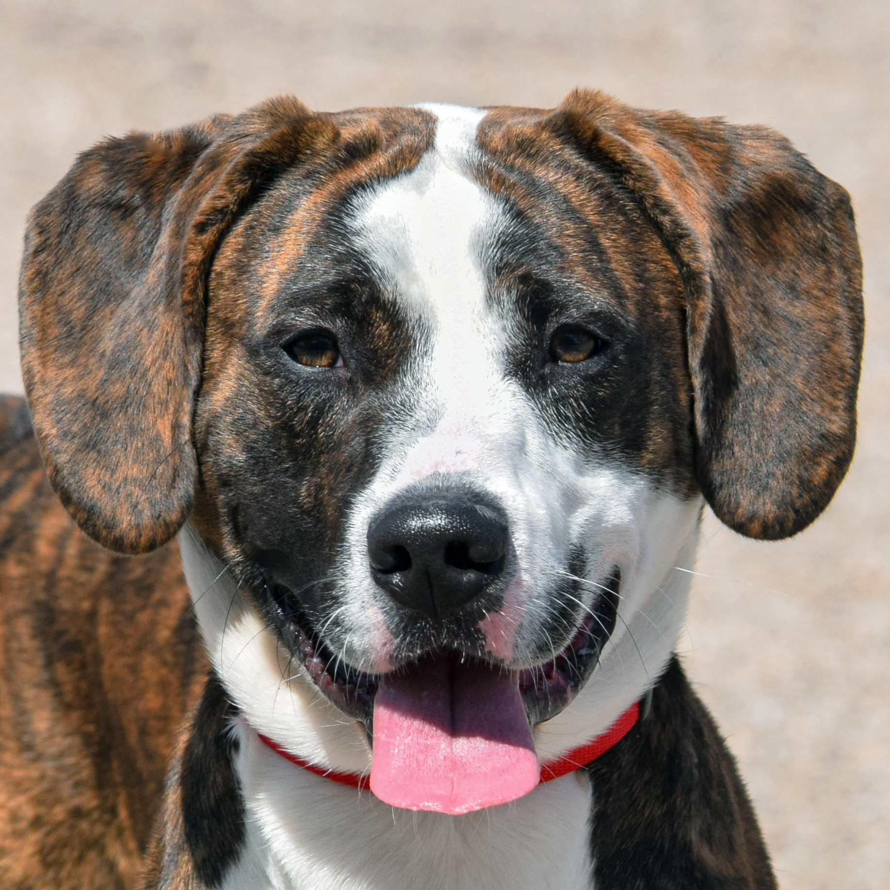 Jepetto, an adoptable Catahoula Leopard Dog, American Staffordshire Terrier in Huntley, IL, 60142 | Photo Image 1