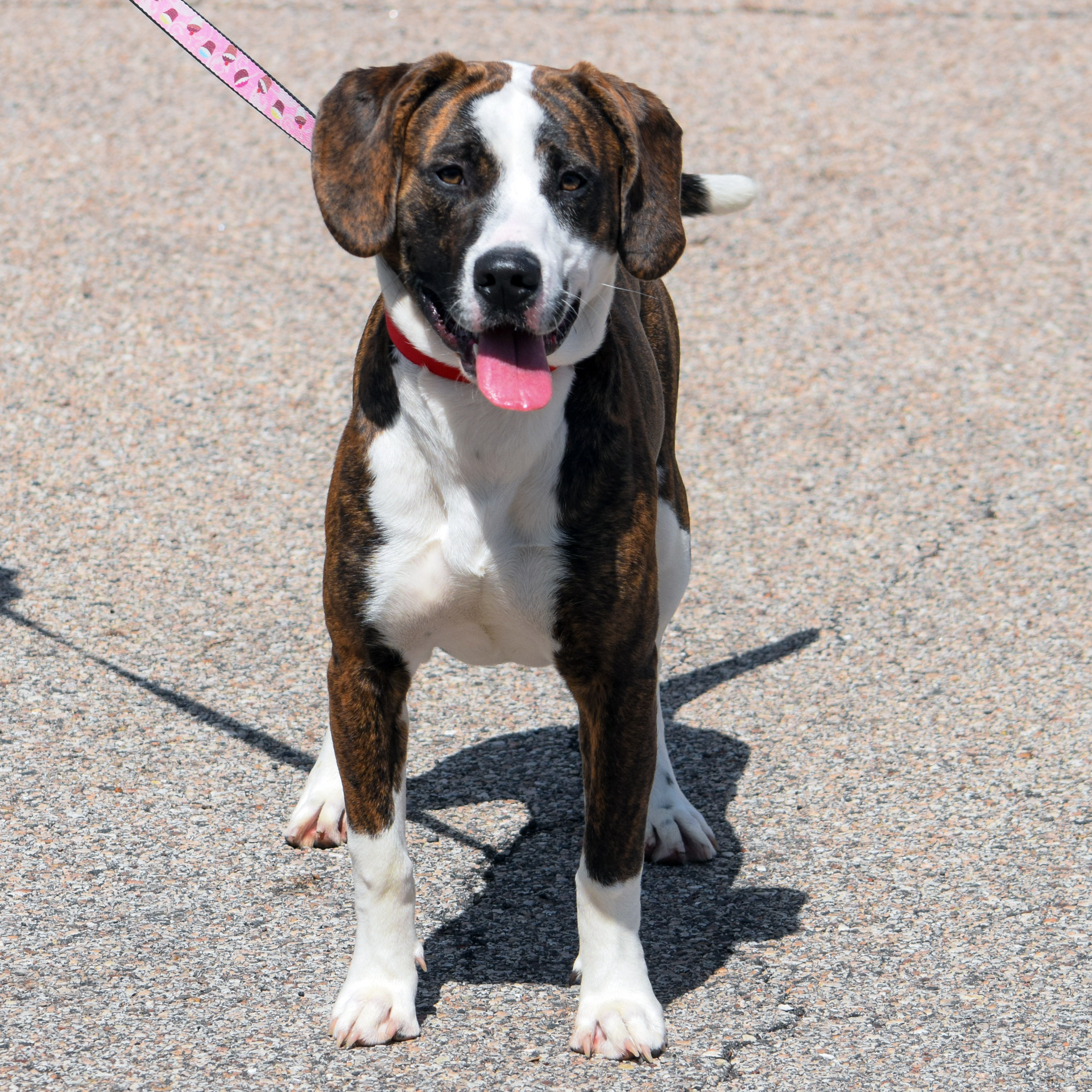 Jepetto, an adoptable Catahoula Leopard Dog, American Staffordshire Terrier in Huntley, IL, 60142 | Photo Image 2