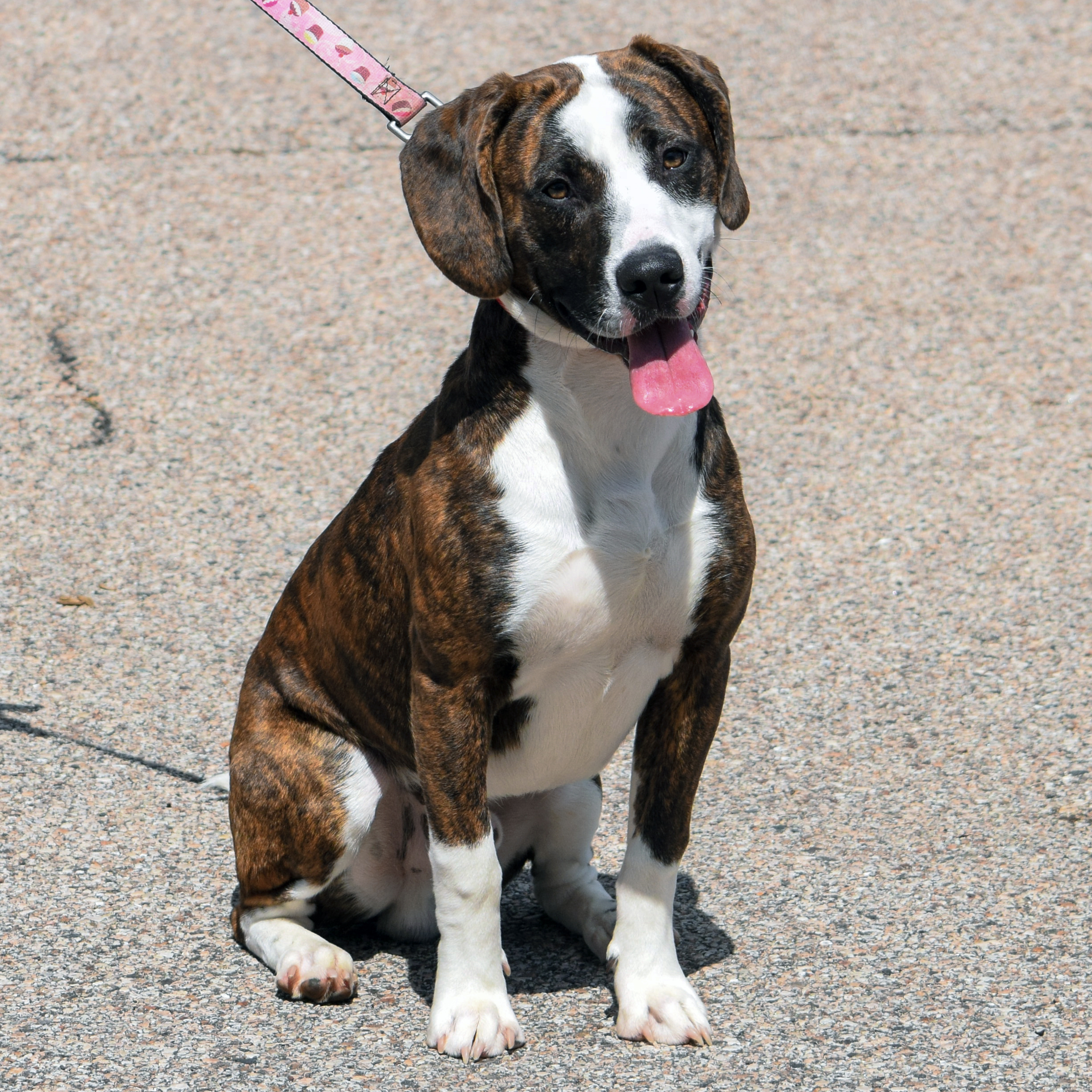 Jepetto, an adoptable Catahoula Leopard Dog, American Staffordshire Terrier in Huntley, IL, 60142 | Photo Image 3