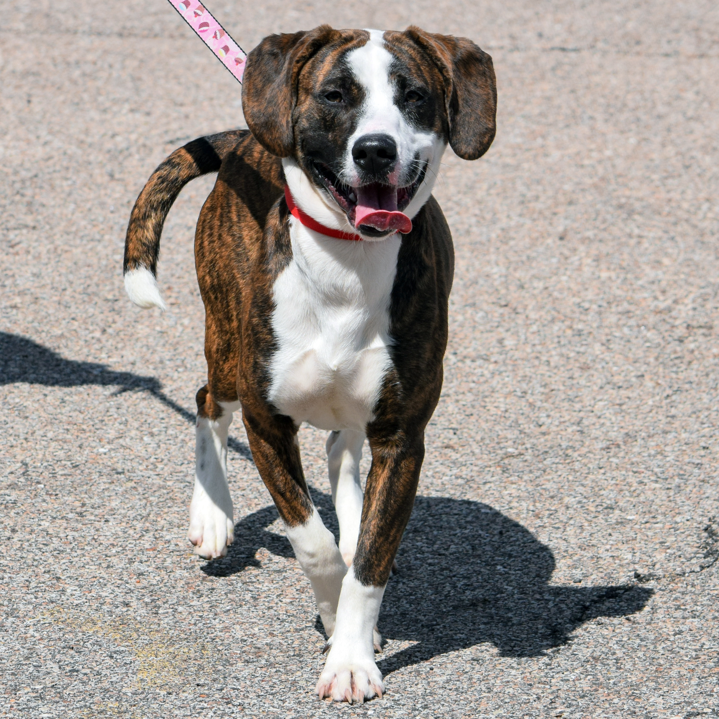 Jepetto, an adoptable Catahoula Leopard Dog, American Staffordshire Terrier in Huntley, IL, 60142 | Photo Image 4