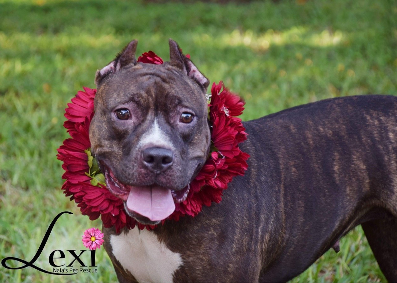 Lexi, an adoptable American Staffordshire Terrier in Pompano Beach, FL, 33064 | Photo Image 1