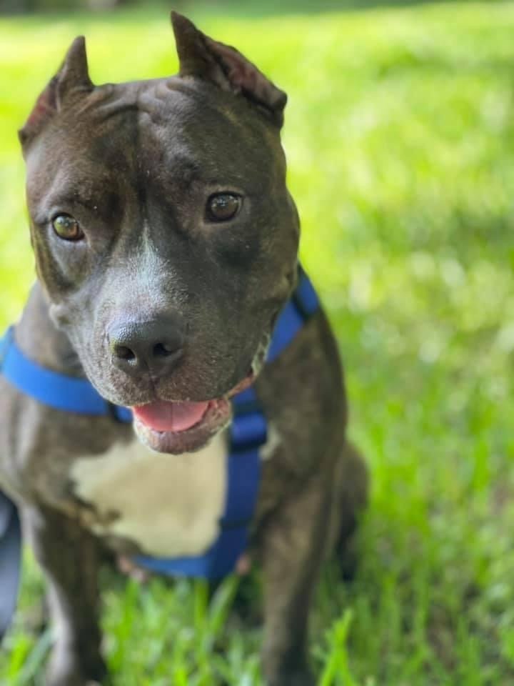 Lexi, an adoptable American Staffordshire Terrier in Pompano Beach, FL, 33064 | Photo Image 2