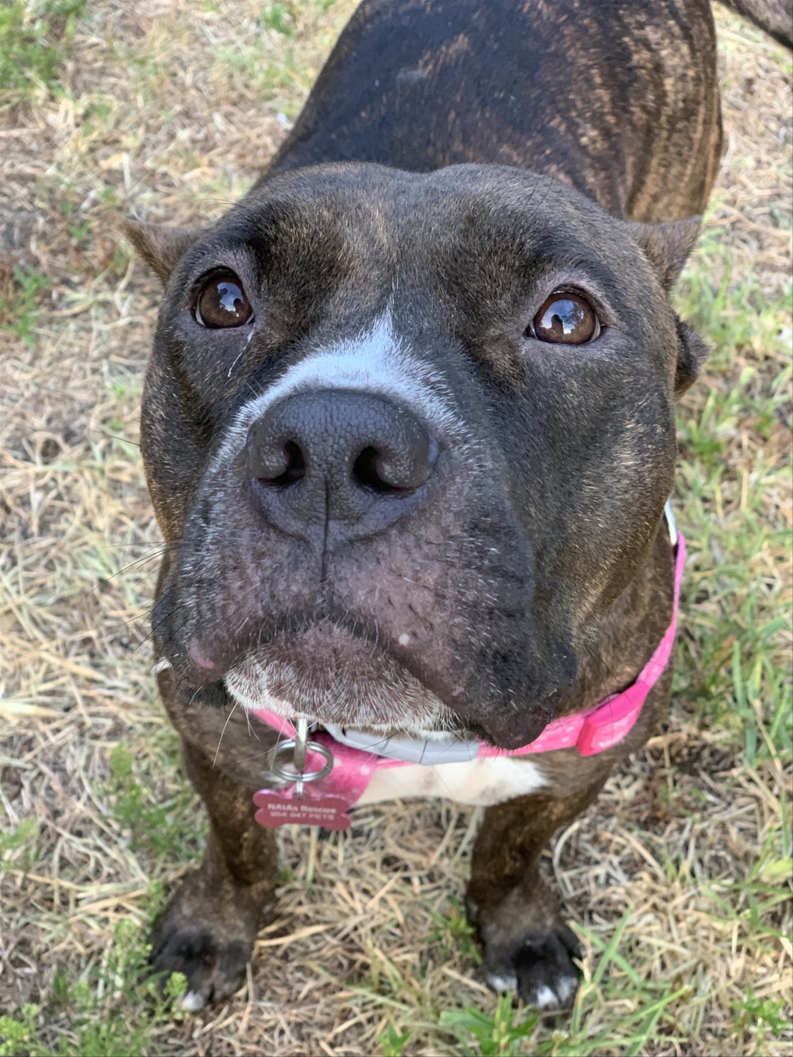 Lexi, an adoptable American Staffordshire Terrier in Pompano Beach, FL, 33064 | Photo Image 3