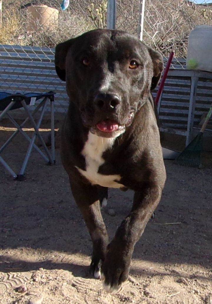 Amstaff store labrador mix