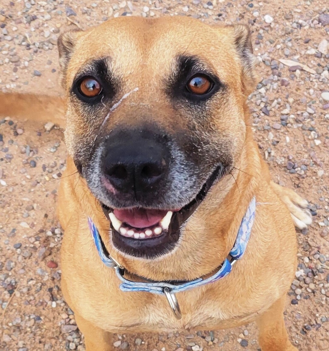 Sonja, an adoptable Retriever in Casa Grande, AZ, 85230 | Photo Image 1