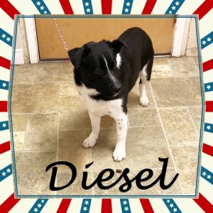 DIESEL