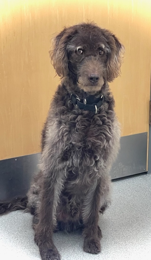 Wolfie, an adoptable Labradoodle in Jamesville, NY, 13078 | Photo Image 3
