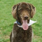 Wolfie, an adoptable Labradoodle in Jamesville, NY, 13078 | Photo Image 1