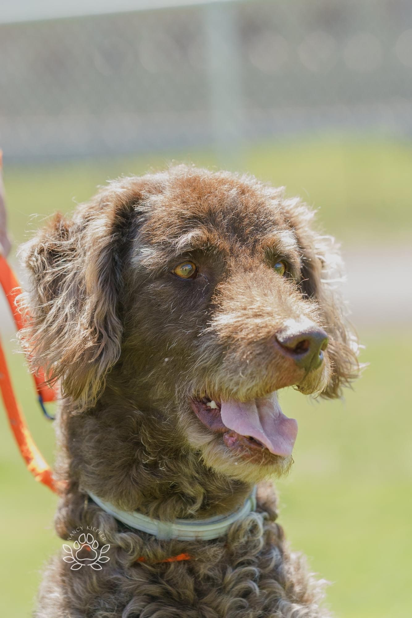 Wolfie, an adoptable Labradoodle in Jamesville, NY, 13078 | Photo Image 4