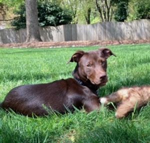 Winston Salem Craigslist Pets