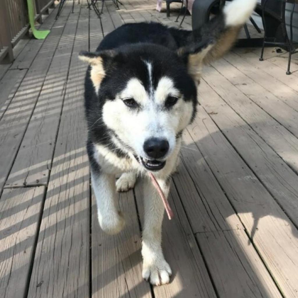 Luna (Journey), an adoptable Siberian Husky in Helena, AL, 35080 | Photo Image 2