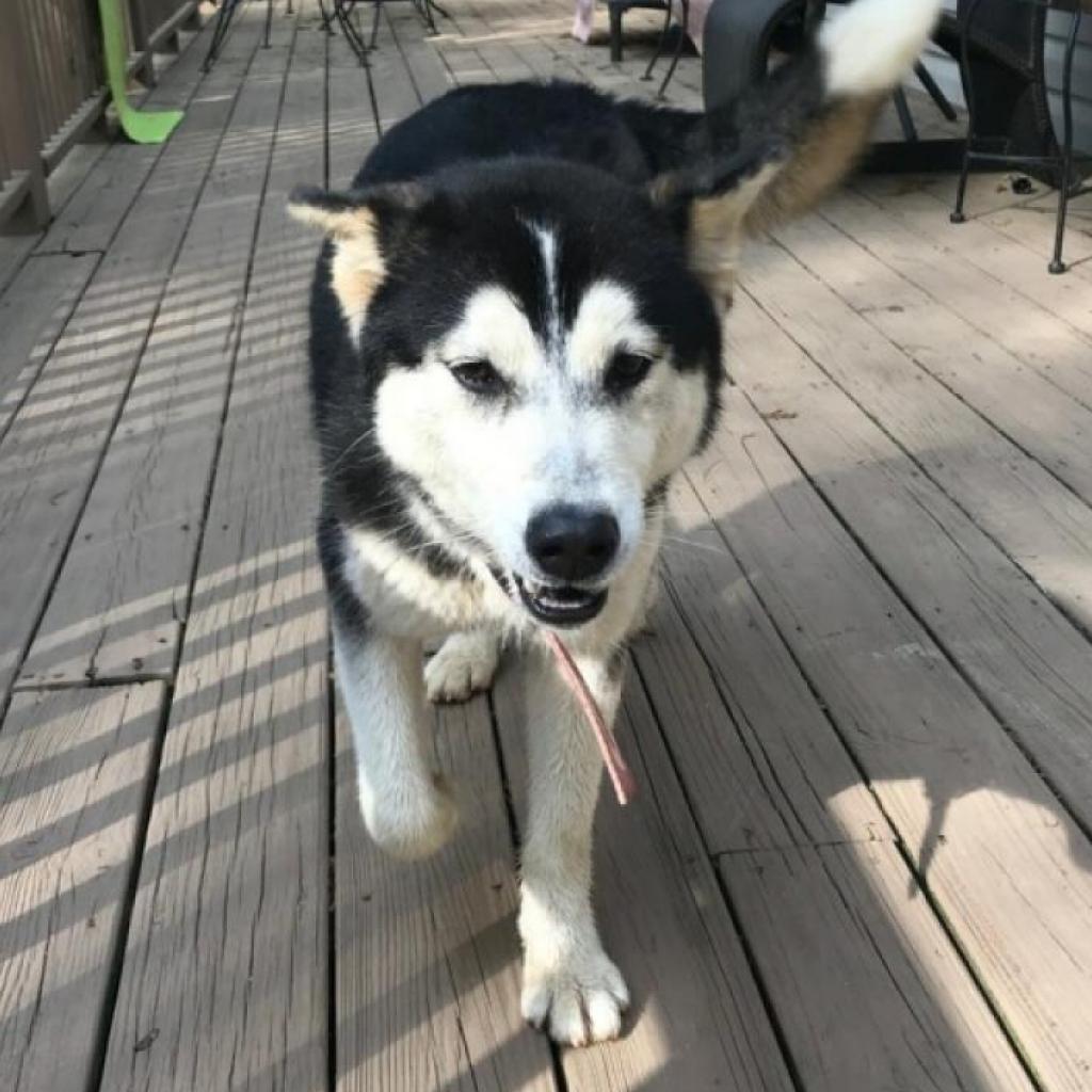 Luna (Journey), an adoptable Siberian Husky in Helena, AL, 35080 | Photo Image 5