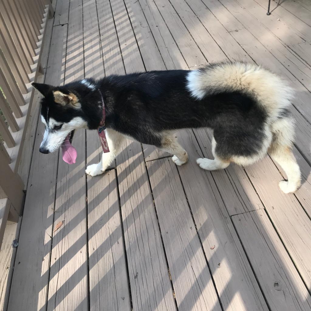 Luna (Journey), an adoptable Siberian Husky in Helena, AL, 35080 | Photo Image 6