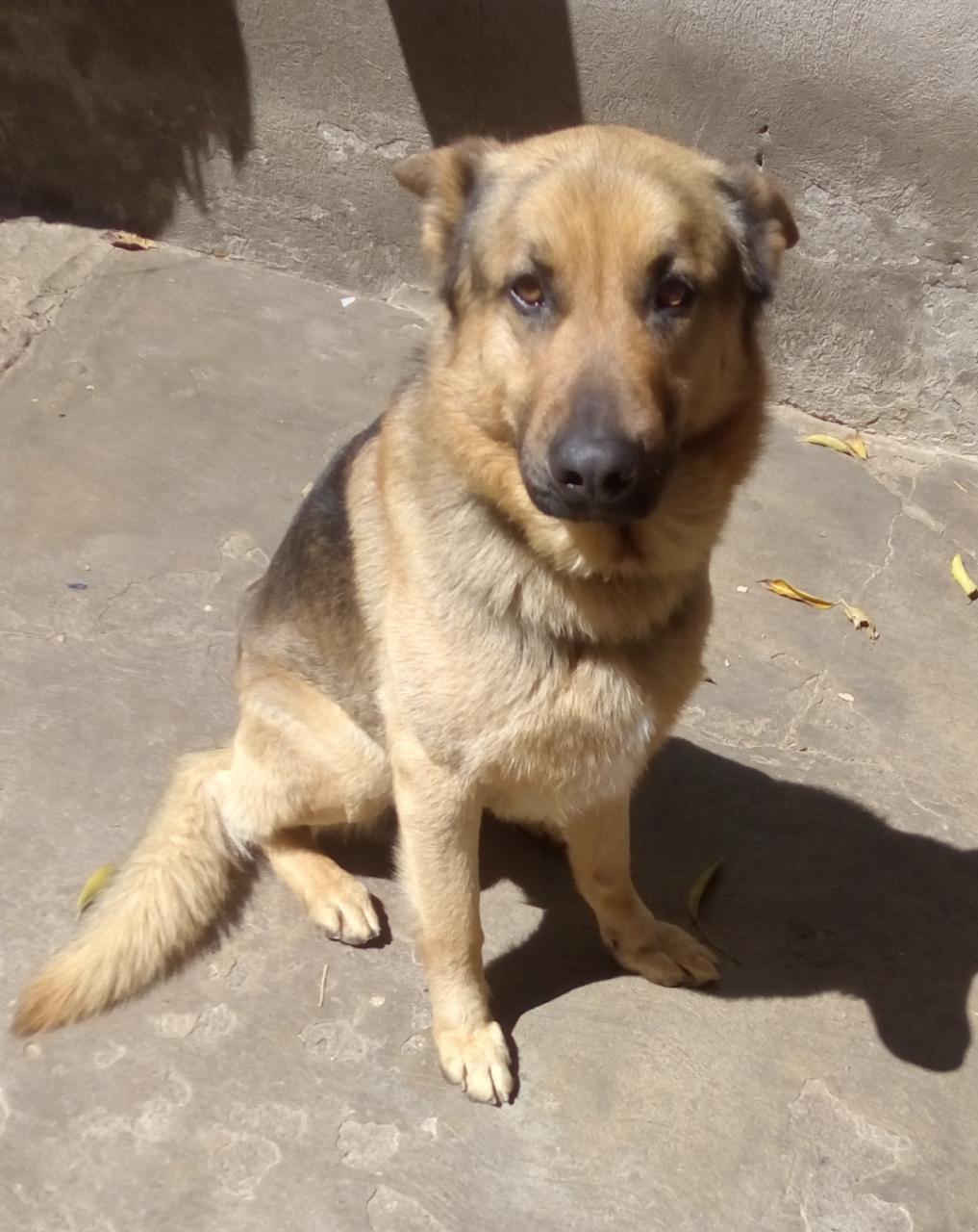 Eddie, an adoptable German Shepherd Dog in Escondido, CA, 92029 | Photo Image 1