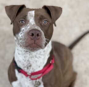 Dog For Adoption Hazel A Pointer Mix In Woodstock Ct Petfinder