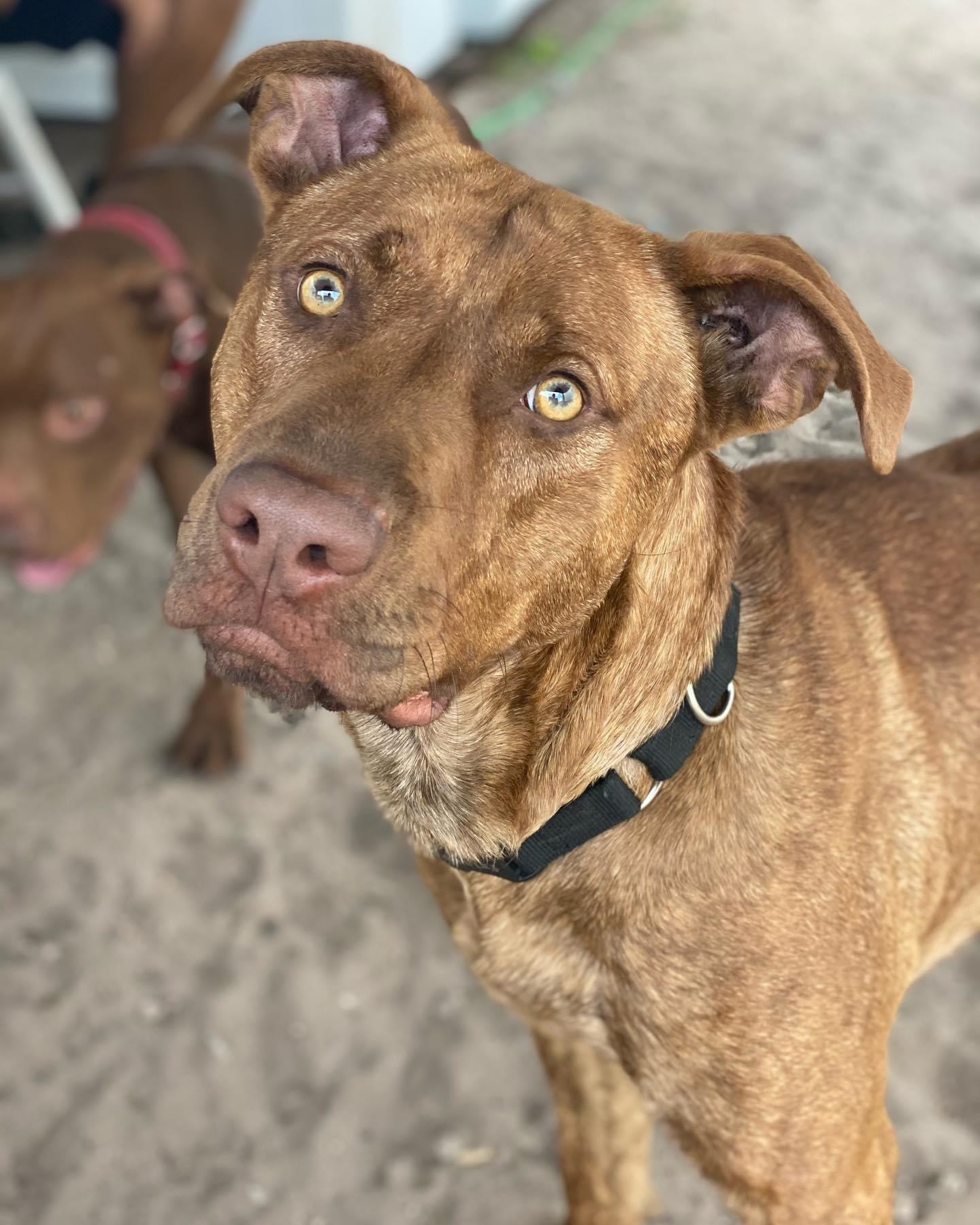 Rover Dan, an adoptable Pit Bull Terrier, Vizsla in Palm springs, FL, 33461 | Photo Image 1