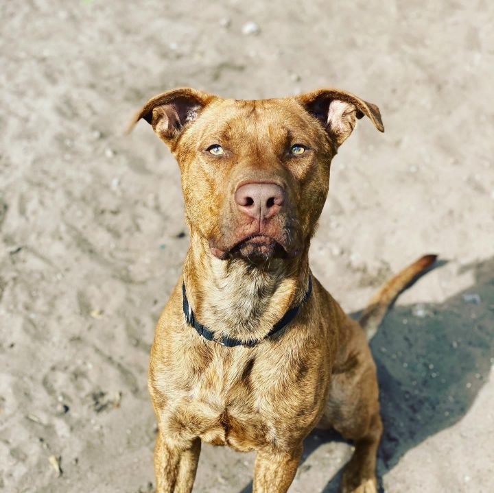 Vizsla mixed hot sale with pitbull