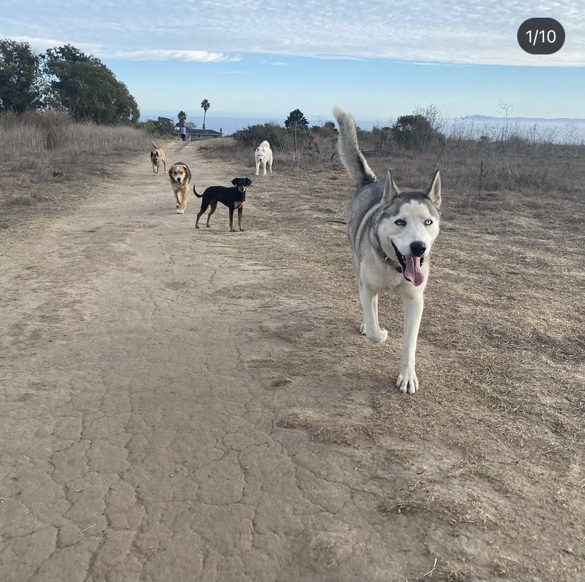 Trained Husky - Courtesy Post, an adoptable Siberian Husky in Santa Barbara, CA, 93111 | Photo Image 2