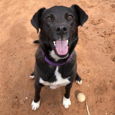 Francesca, an adoptable Labrador Retriever, Collie in Kanab, UT, 84741 | Photo Image 1