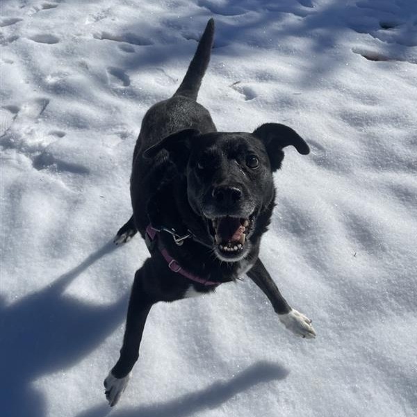 Francesca, an adoptable Labrador Retriever, Collie in Kanab, UT, 84741 | Photo Image 1