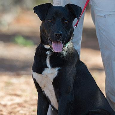 Francesca, an adoptable Labrador Retriever, Collie in Kanab, UT, 84741 | Photo Image 2