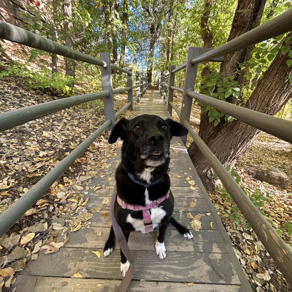 Francesca, an adoptable Labrador Retriever, Collie in Kanab, UT, 84741 | Photo Image 2