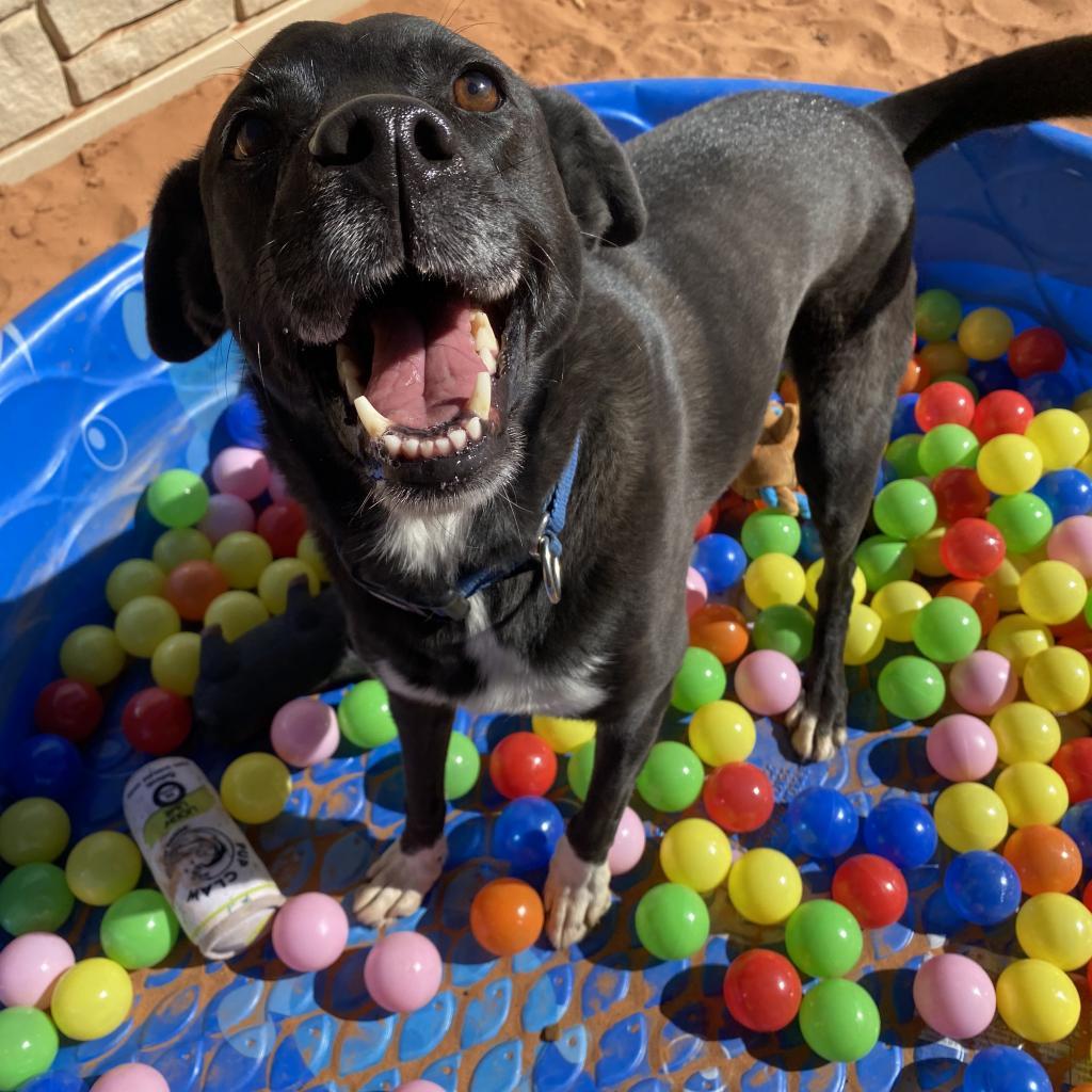 Francesca, an adoptable Labrador Retriever, Collie in Kanab, UT, 84741 | Photo Image 3