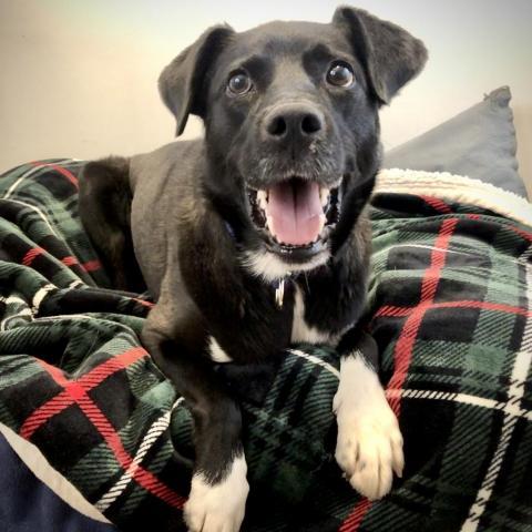 Francesca, an adoptable Labrador Retriever, Collie in Kanab, UT, 84741 | Photo Image 4