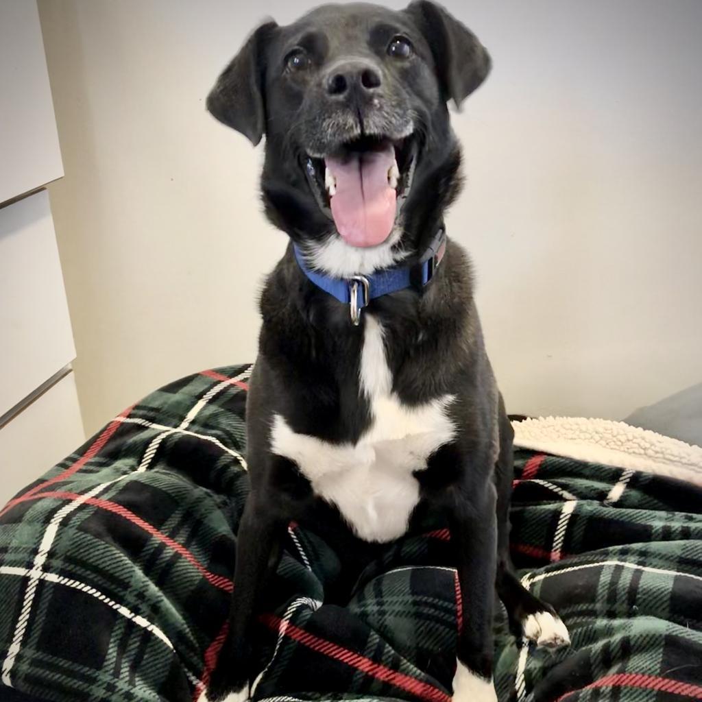 Francesca, an adoptable Labrador Retriever, Collie in Kanab, UT, 84741 | Photo Image 4