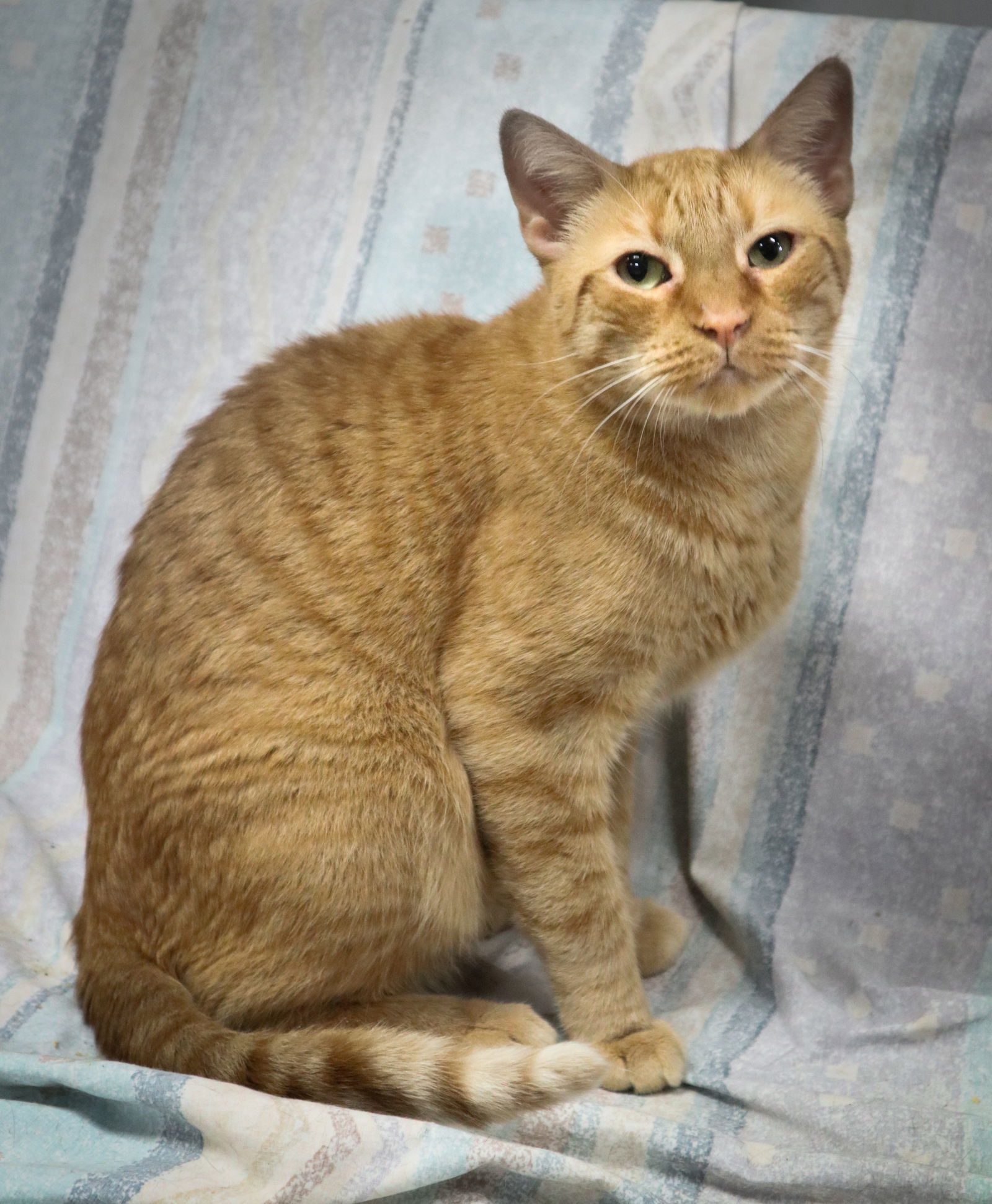 Nugget, an adoptable American Shorthair in Margate, FL, 33068 | Photo Image 6