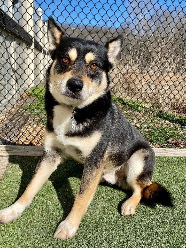 Dog for adoption - Gill, a Mixed Breed in Pacific, MO | Petfinder