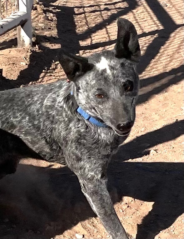 PawPaw, an adoptable Australian Cattle Dog / Blue Heeler in Mountainair, NM, 87036 | Photo Image 1
