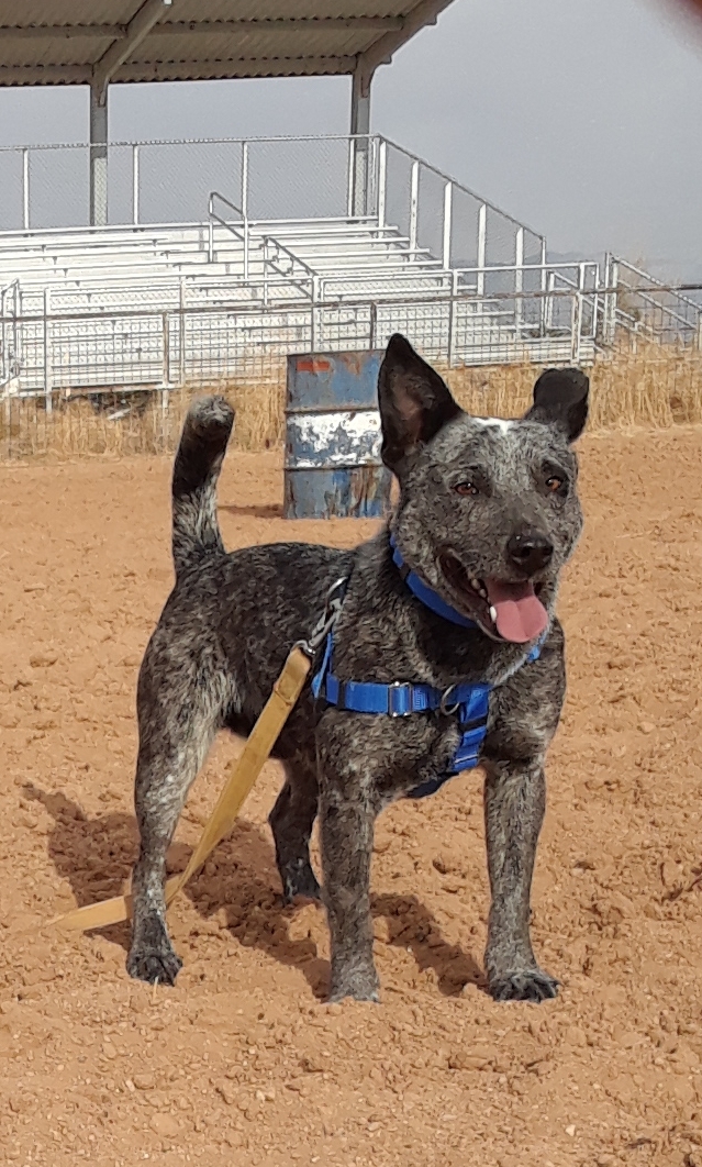 PawPaw, an adoptable Australian Cattle Dog / Blue Heeler in Mountainair, NM, 87036 | Photo Image 2
