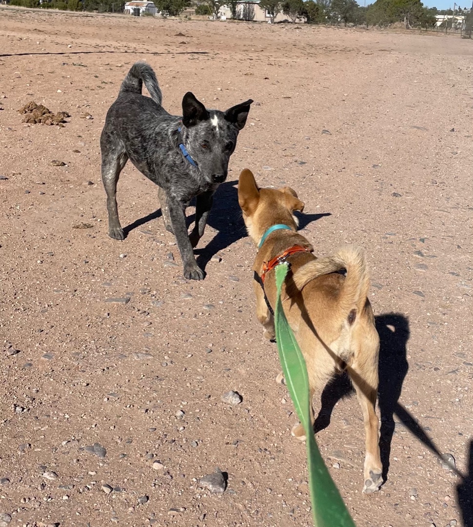 PawPaw, an adoptable Australian Cattle Dog / Blue Heeler in Mountainair, NM, 87036 | Photo Image 3
